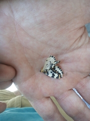 Abraxas grossulariata