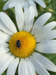 Odontocorynus