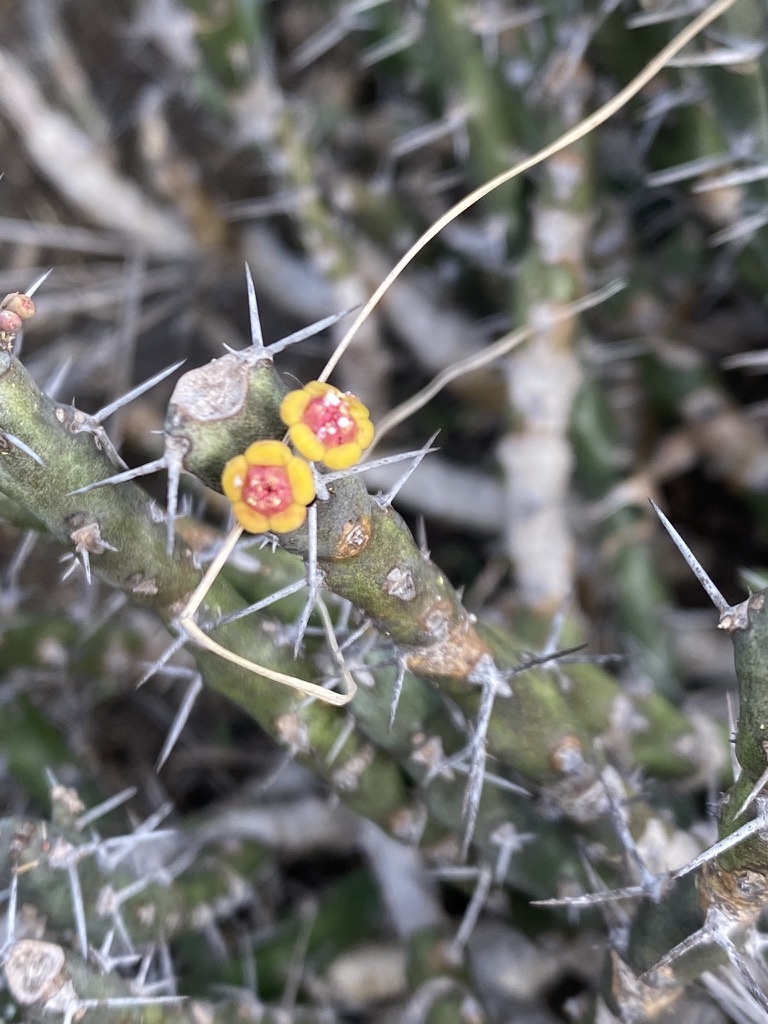 Euphorbia dichroa