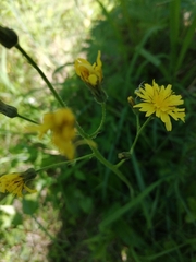 Crepis praemorsa