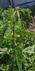 Cannabis sativa spontanea
