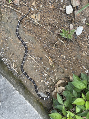 Boehme’s wolf Snake