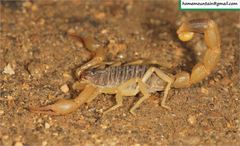 Olivierus martensii