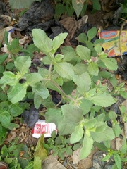 Acanthospermum hispidum