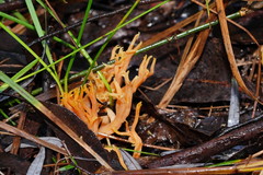 Ramaria anziana