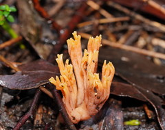 Ramaria anziana