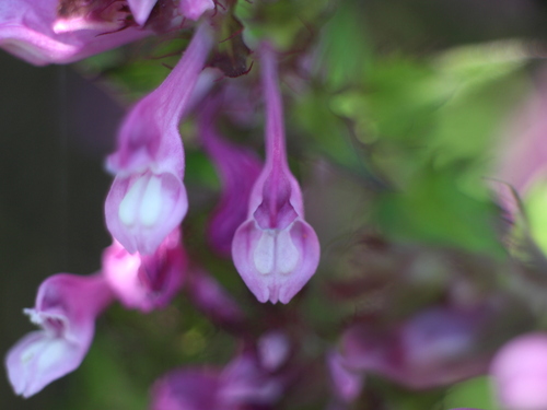 Melampyrum roseum