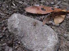 Pardosa pseudoannulata