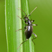 Mastigus prolongatus - Photo (c) Suso Tizón, some rights reserved (CC BY-NC-SA), uploaded by Suso Tizón