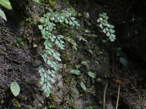 Adiantum monochlamys iNat (2)