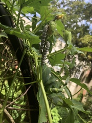 Heliconius charithonia