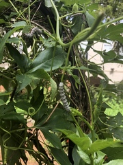 Heliconius charithonia