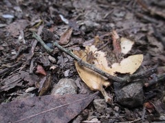 Pardosa pseudoannulata