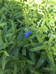 Salvia uliginosa