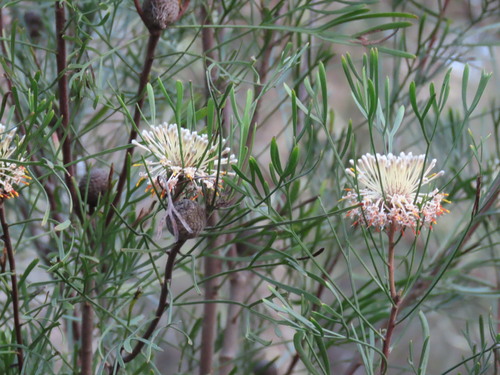 Image of Isopogon dawsonii by (c) ian_mcallan, some rights reserved (CC BY)