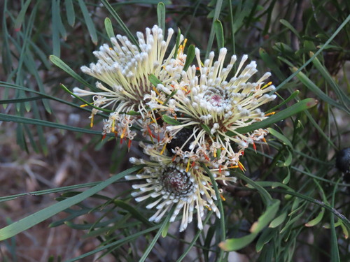 Image of Isopogon dawsonii by (c) ian_mcallan, some rights reserved (CC BY)