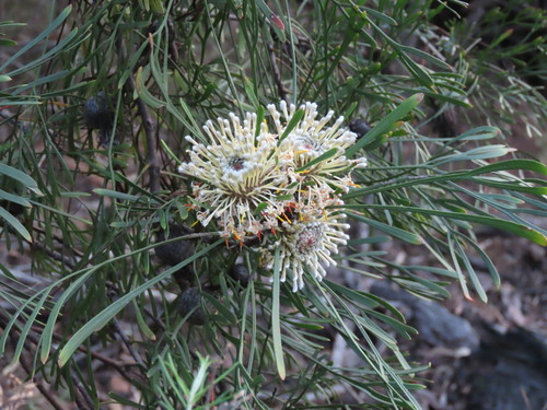 Image of Isopogon dawsonii by (c) ian_mcallan, some rights reserved (CC BY)