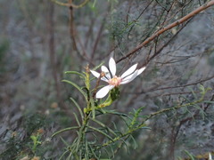 Olearia passerinoides