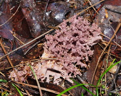 Ramaria versatilis