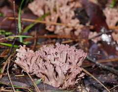 Ramaria versatilis