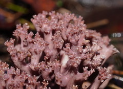 Ramaria versatilis
