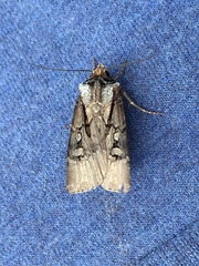 Agrotis obliqua