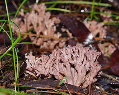 Ramaria versatilis