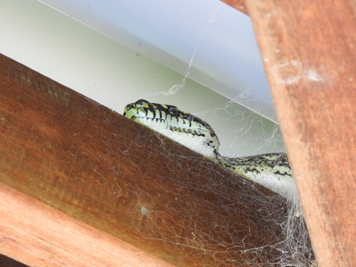 Diamond Python sighting