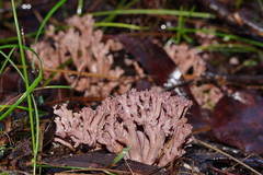 Ramaria versatilis