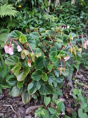 Begoniaceae