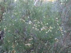 Olearia passerinoides