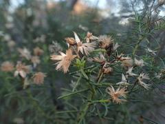 Olearia passerinoides