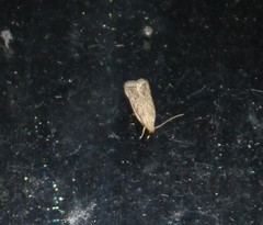 Helcystogramma chambersella