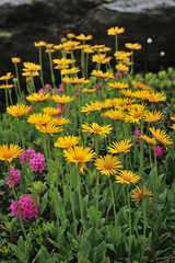 Doronicum clusii