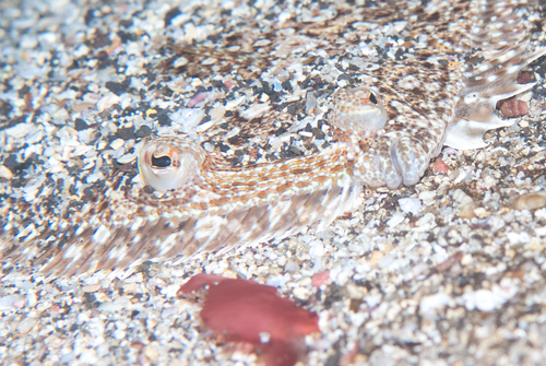 Pacific leopard flounder (Bothus leopardinus) — Bothidae — 2