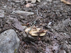 Pardosa pseudoannulata