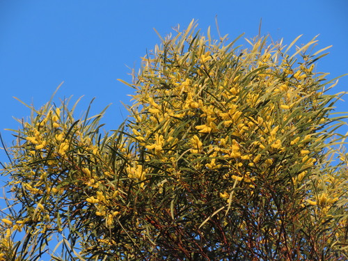 Image of Acacia doratoxylon by (c) ian_mcallan, some rights reserved (CC BY)