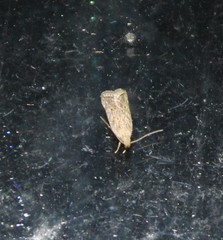 Helcystogramma chambersella