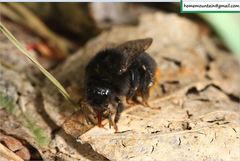 Bombus ignitus