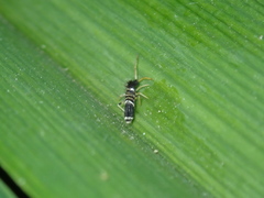 Entomobrya superba