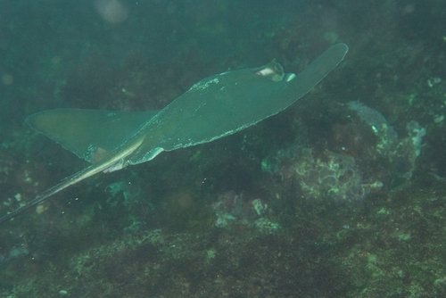 Snouted eagle ray (Myliobatis longirostris) — Myliobatidae