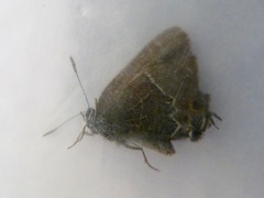 Callophrys spinetorum