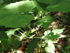 Geranium platyanthum