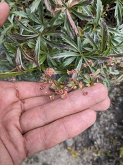 Alchemilla sericea
