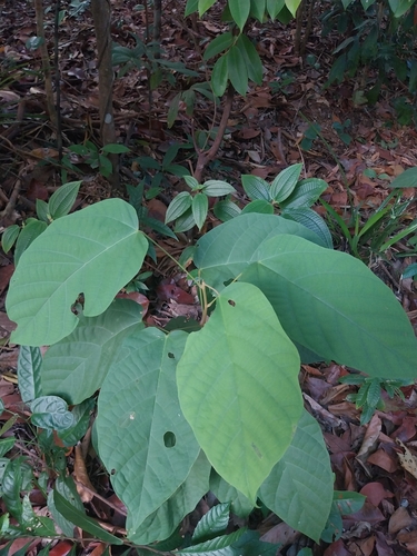 Sterculia oblongata observed 2024-09-02