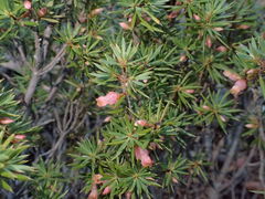 Brachyloma ericoides