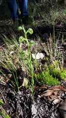 Pterostylis vittata