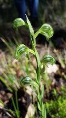 Pterostylis vittata