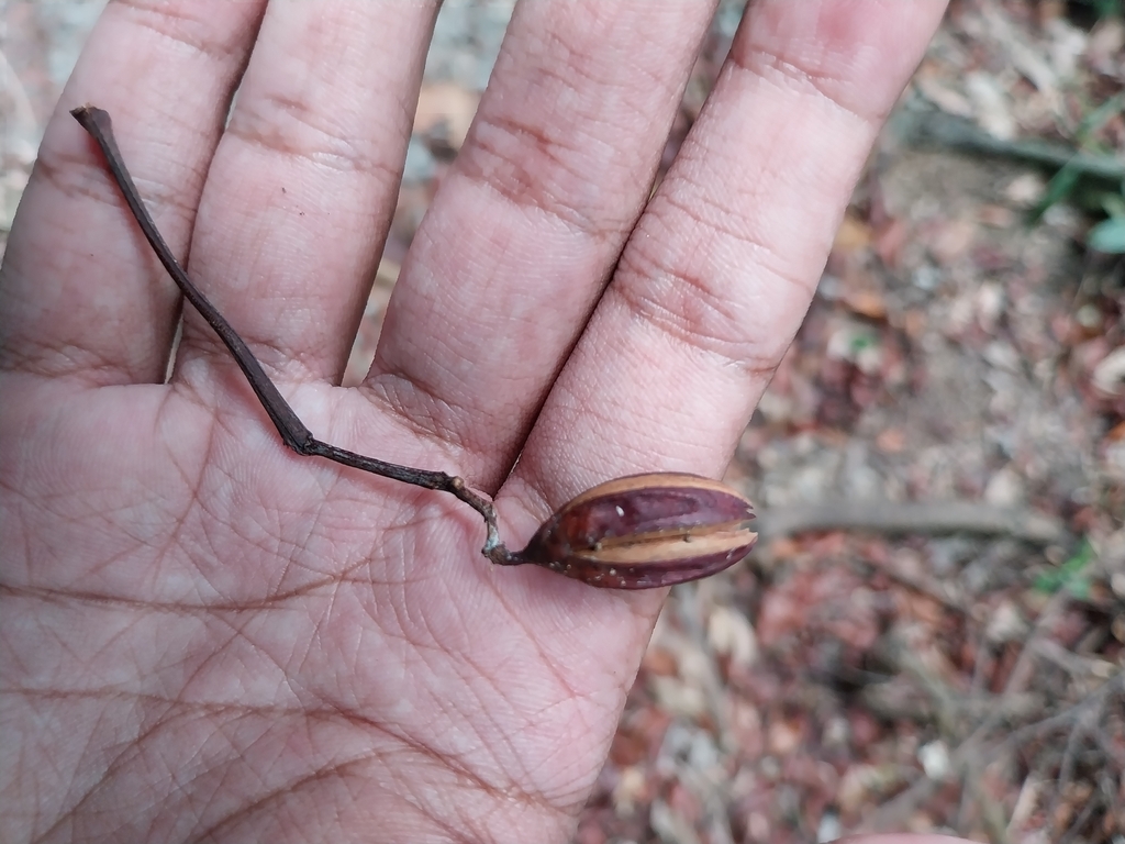Ixonanthes petiolaris
