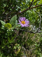 Kemulariella caucasica, photograph (c) Yuri Sofronov, some rights reserved (CC BY)
